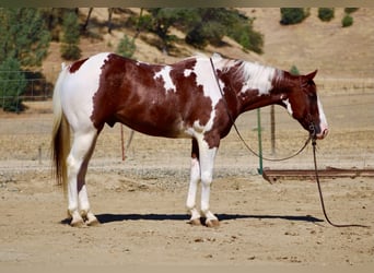 American Paint Horse, Wallach, 8 Jahre, 152 cm, Tobiano-alle-Farben