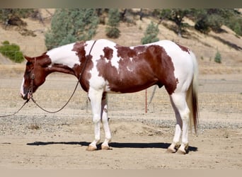 American Paint Horse, Wallach, 8 Jahre, 152 cm, Tobiano-alle-Farben