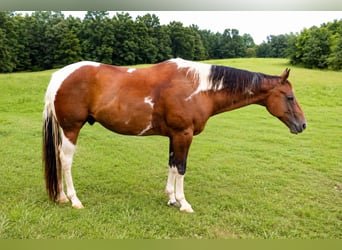 American Paint Horse, Wallach, 8 Jahre, 152 cm, Tobiano-alle-Farben