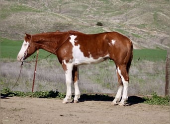 American Paint Horse, Wallach, 8 Jahre, 155 cm, Overo-alle-Farben