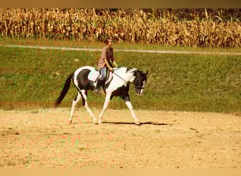 American Paint Horse, Wallach, 8 Jahre, 155 cm, Schecke
