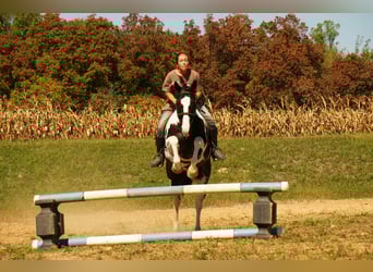 American Paint Horse, Wallach, 8 Jahre, 155 cm, Schecke