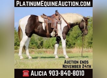 American Paint Horse, Wallach, 8 Jahre, 155 cm, Tobiano-alle-Farben