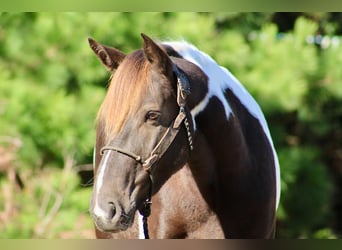 American Paint Horse, Wallach, 8 Jahre, 155 cm, Tobiano-alle-Farben