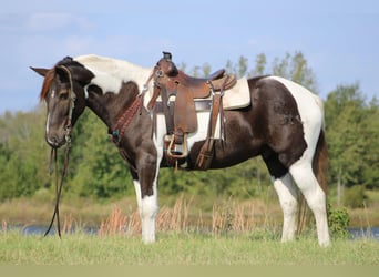American Paint Horse, Wallach, 8 Jahre, 155 cm, Tobiano-alle-Farben