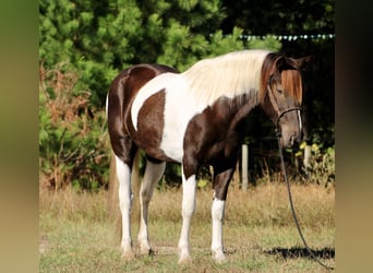 American Paint Horse, Wallach, 8 Jahre, 155 cm, Tobiano-alle-Farben