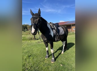 American Paint Horse, Wallach, 8 Jahre, 156 cm, Tobiano-alle-Farben