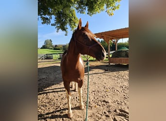 American Paint Horse, Wallach, 8 Jahre, 156 cm, Tobiano-alle-Farben