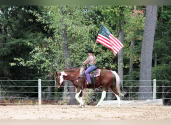 American Paint Horse, Wallach, 8 Jahre, 160 cm, Schecke