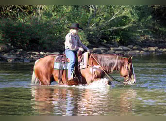 American Paint Horse, Wallach, 8 Jahre, 160 cm, Schecke