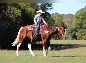 American Paint Horse, Wallach, 8 Jahre, 160 cm, Schecke