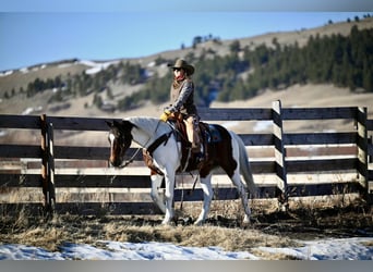 American Paint Horse, Wallach, 8 Jahre, 160 cm, Schecke