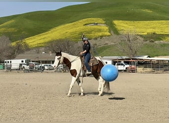 American Paint Horse, Wallach, 8 Jahre, 163 cm, Tobiano-alle-Farben