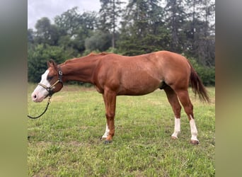 American Paint Horse, Wallach, 8 Jahre, Overo-alle-Farben