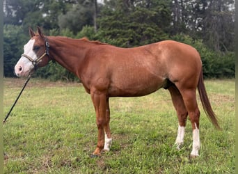 American Paint Horse, Wallach, 8 Jahre, Overo-alle-Farben