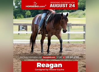 American Paint Horse, Wallach, 8 Jahre, Roan-Bay