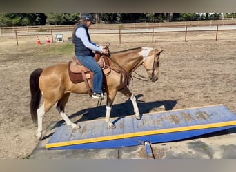 American Paint Horse, Wallach, 8 Jahre, Tobiano-alle-Farben