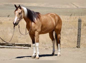 American Paint Horse, Wallach, 8 Jahre, Tobiano-alle-Farben