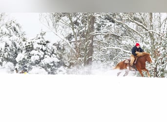 American Paint Horse, Wallach, 9 Jahre, 145 cm, Overo-alle-Farben