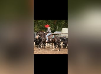 American Paint Horse, Wallach, 9 Jahre, 146 cm, Rappe