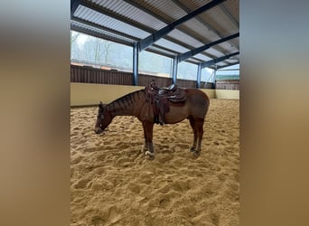 American Paint Horse, Wallach, 9 Jahre, 150 cm, Brauner