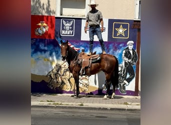 American Paint Horse, Wallach, 9 Jahre, 150 cm, Rotbrauner