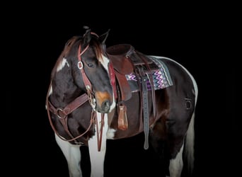 American Paint Horse, Wallach, 9 Jahre, 150 cm, Schecke