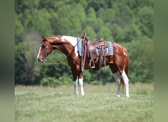 American Paint Horse, Wallach, 9 Jahre, 150 cm, Tobiano-alle-Farben