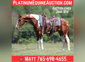American Paint Horse, Wallach, 9 Jahre, 150 cm, Tobiano-alle-Farben