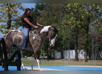 American Paint Horse, Wallach, 9 Jahre, 152 cm, Schecke