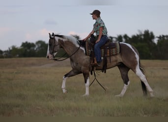 American Paint Horse, Wallach, 9 Jahre, 152 cm, Schecke