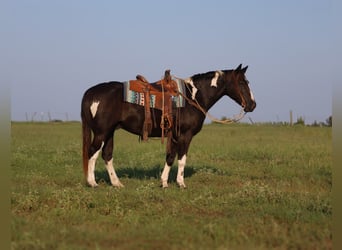 American Paint Horse, Wallach, 9 Jahre, 152 cm, Schecke