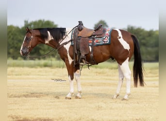 American Paint Horse, Wallach, 9 Jahre, 152 cm, Schecke