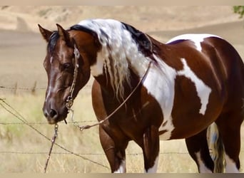 American Paint Horse, Wallach, 9 Jahre, 152 cm, Tobiano-alle-Farben