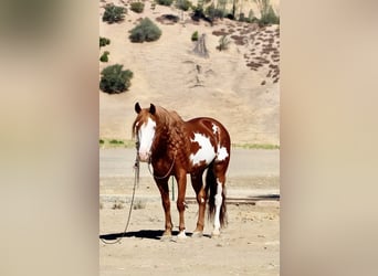 American Paint Horse, Wallach, 9 Jahre, 155 cm, Overo-alle-Farben