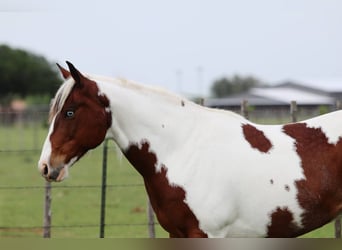 American Paint Horse, Wallach, 9 Jahre, 155 cm, Tobiano-alle-Farben