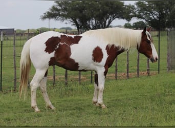 American Paint Horse, Wallach, 9 Jahre, 155 cm, Tobiano-alle-Farben