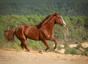 American Paint Horse, Wallach, 9 Jahre, 158 cm, Overo-alle-Farben