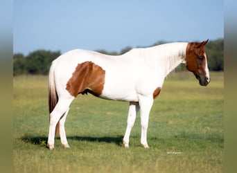 American Paint Horse, Wallach, 9 Jahre, 160 cm, Rotfuchs