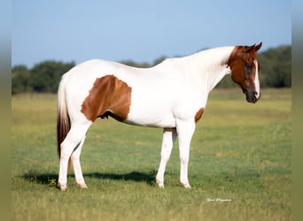 American Paint Horse, Wallach, 9 Jahre, 160 cm, Rotfuchs