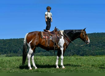 American Paint Horse, Wallach, 9 Jahre, 163 cm, Schecke
