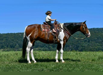 American Paint Horse, Wallach, 9 Jahre, 163 cm, Schecke