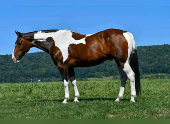 American Paint Horse, Wallach, 9 Jahre, 163 cm, Schecke