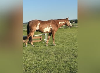 American Paint Horse Mix, Wallach, 9 Jahre, 164 cm, Overo-alle-Farben