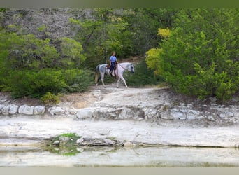 American Paint Horse, Wallach, 9 Jahre, Schecke