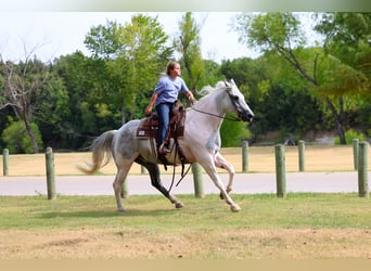 American Paint Horse, Wallach, 9 Jahre, Schecke