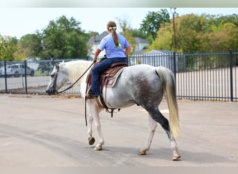 American Paint Horse, Wallach, 9 Jahre, Schecke