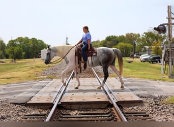 American Paint Horse, Wallach, 9 Jahre, Schecke