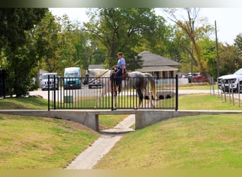 American Paint Horse, Wallach, 9 Jahre, Schecke