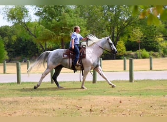 American Paint Horse, Wallach, 9 Jahre, Schecke